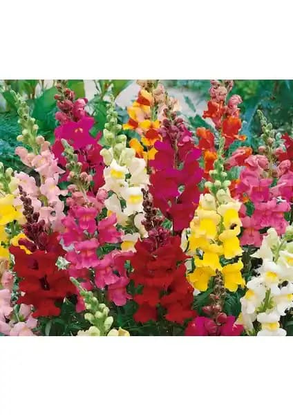 Arzuman Aslan Ağzı Çiçeği Tohumu ile Bahçenize Renk Katmanın Yolları