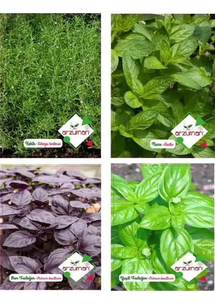 Arzuman Kekik Nane Mor Fesleğen ve Yeşil Fesleğen Tohumu ile Aromatik Bitki Yetiştirme Rehberi