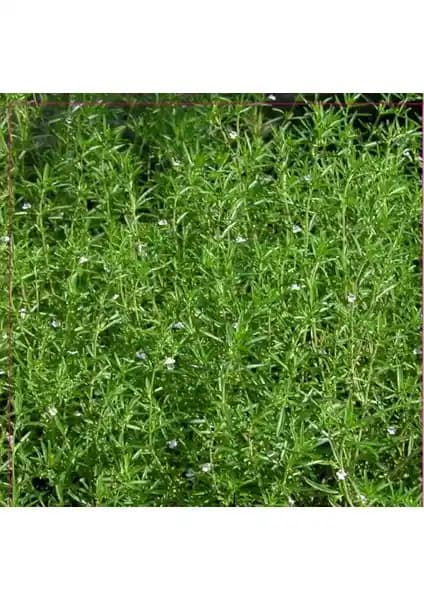 Arzuman Kekik Tohumu 100 Adet Doğal ve Organik Bahçe ile Saksı Bitkisi Yetiştiriciliği