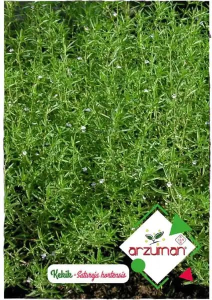 Arzuman Kekik Tohumu 100'lü Paket ile Doğal ve Aromatik Bitki Yetiştiriciliği