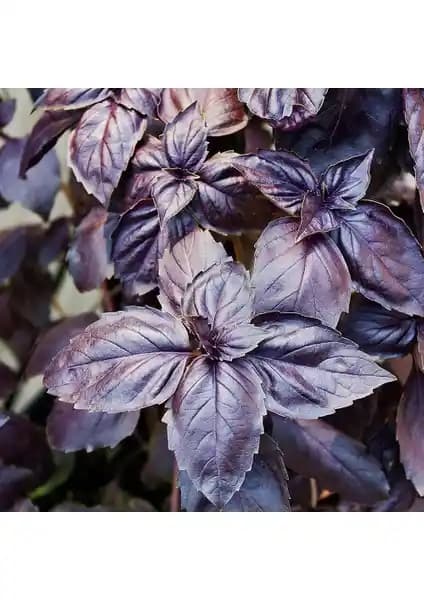 Arzuman Mor Reyhan Tohumları: Aromatik ve Görsel Çekiciliğiyle Çok Yönlü Bitki Seçeneği