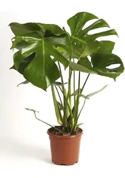 Deve Tabanı Monstera ile İç Mekan Dekorasyonunda Doğal Güzellik ve Bakım İpuçları