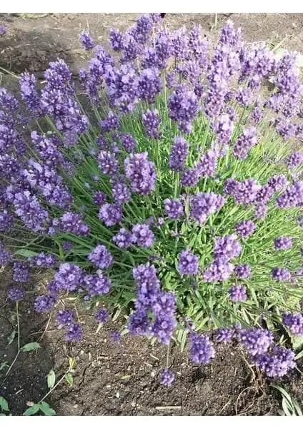 Egemen Fidancılık Lavanta Fidesi: Dayanıklı ve Estetik Bahçe Bitkisi Seçenekleri
