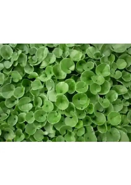 Fare Kulağı 250 gr Tohumuyla Peyzajda Dayanıklılık ve Estetik Sağlama