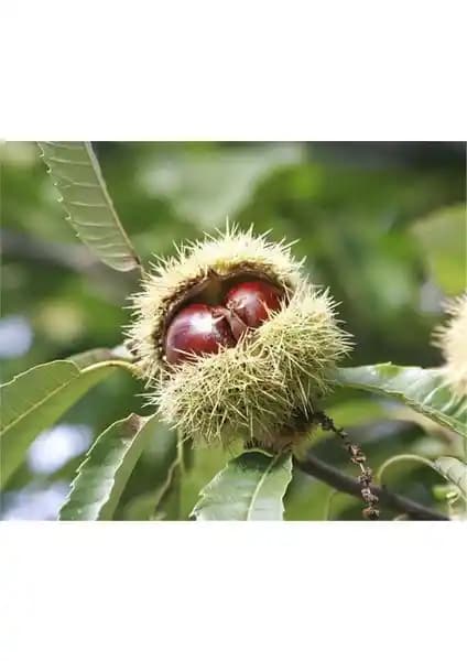 Kestane Fidanı: Doğal ve Verimli Aşılı Tüplü Fidan Seçenekleri ve Bakım İpuçları