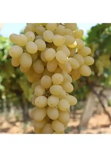 Mevsim Fidancılık'tan 2 Yaşında Çekirdeksiz Beyaz Üzüm Fidanı ile Verimli Bahçe Yatırımı