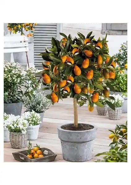 Nagami Kamkat Fidanı: Doğal ve Verimli Meyve Kaynağı Bahçe ve İç Mekan İçin