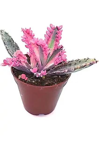 Plato Aşkın Gözyaşı Pembe Plastik Saksı: Küçük ve Şık Dekoratif Bitki Saksısı