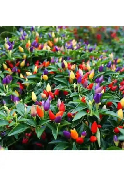 Serdar Çam Tohumculuk Yediveren Acı Süs Biberi Tohumu İncelemesi ve Yetiştirme Rehberi