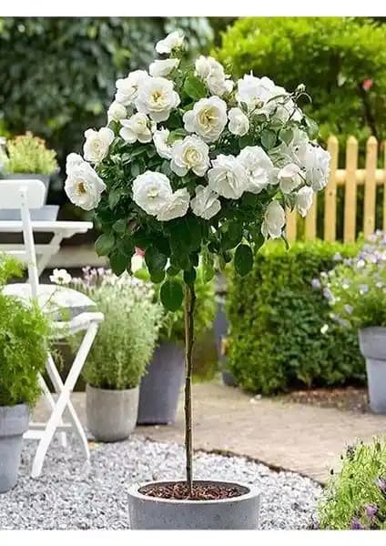 Yayla Tarım Beyaz Baston Gül Fidanları: Bahçenize Zarafet ve Doğallık Katın