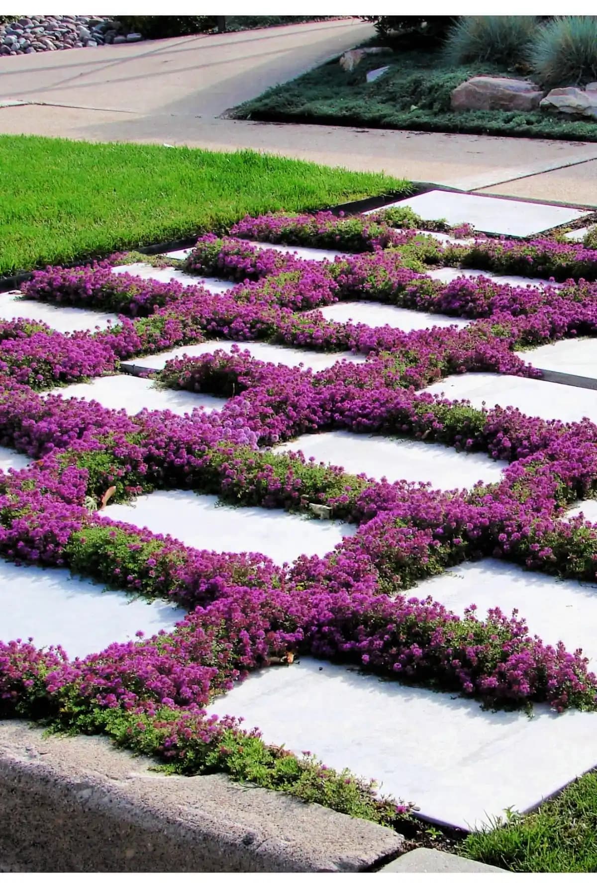 ZENGARDEN Kekik Tohumu: Doğal Aromatik Bitki ile Bahçe ve İç Mekan Dekorasyonu