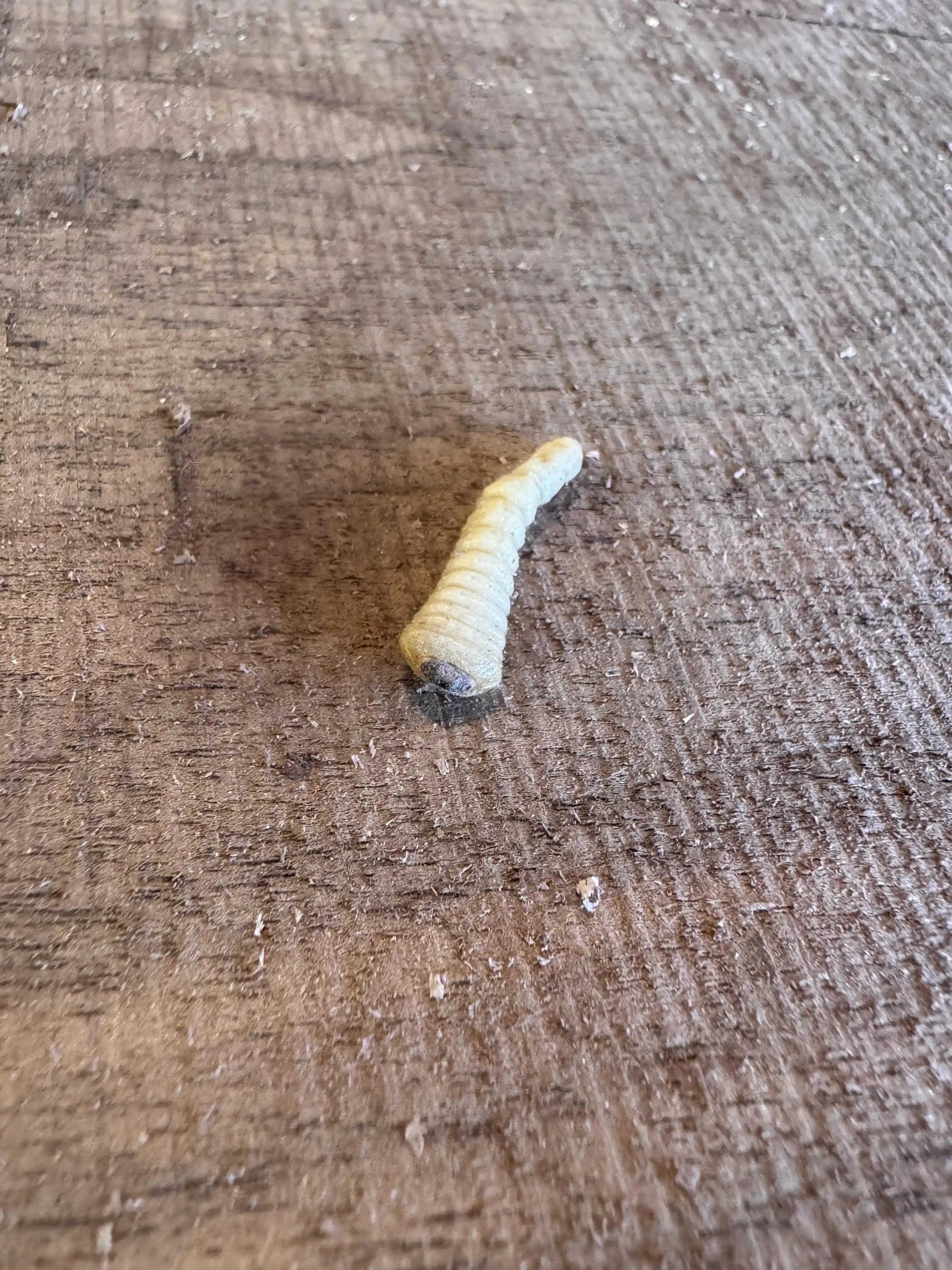 Ceviz Kütüğünde Larvalar ve Ahşap Kurutma Sürecinin Önemi ve Yöntemleri