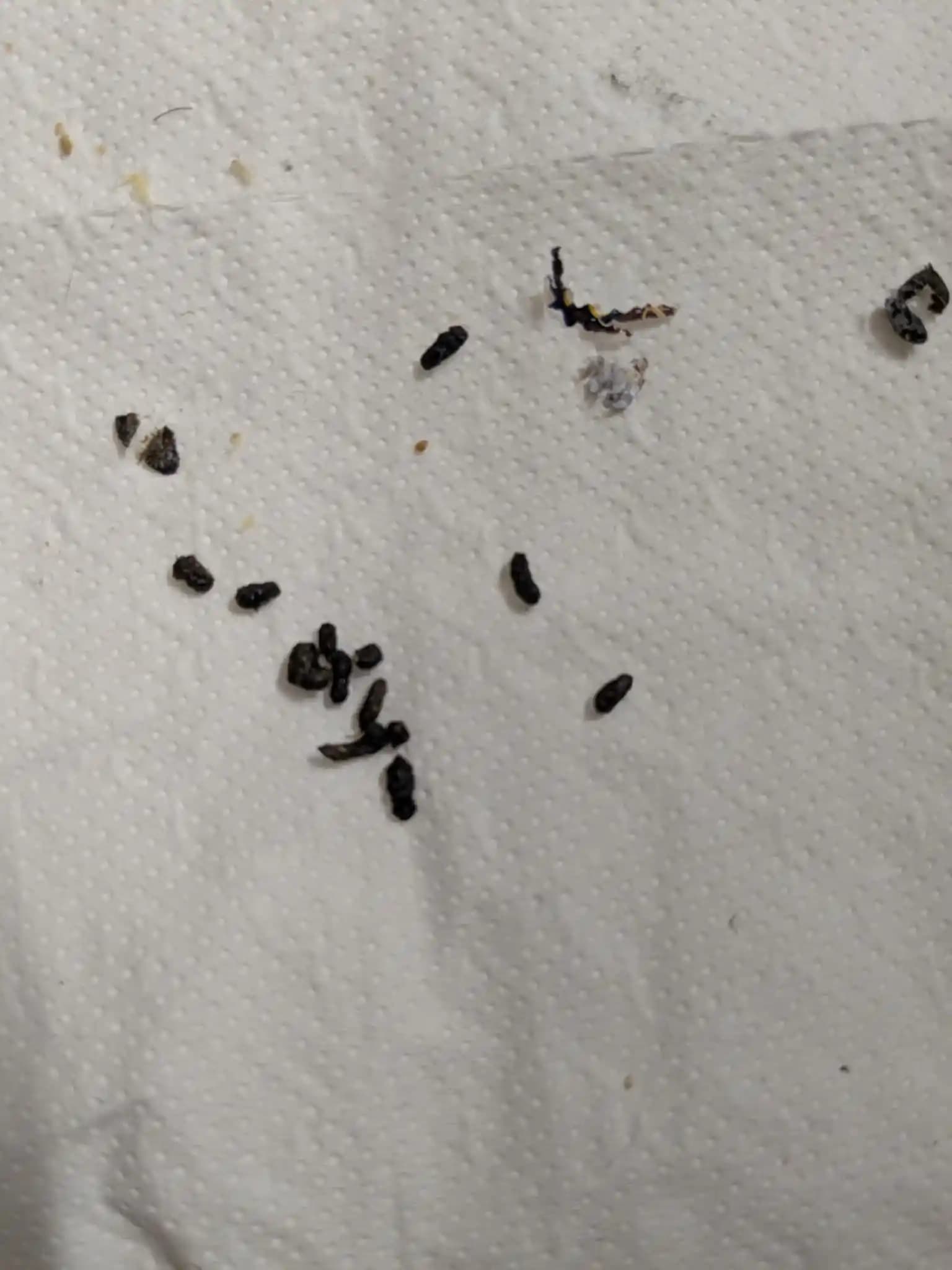 Depo Odasında Fare Dışkılarının Tanımlanması ve Mücadele Yöntemleri