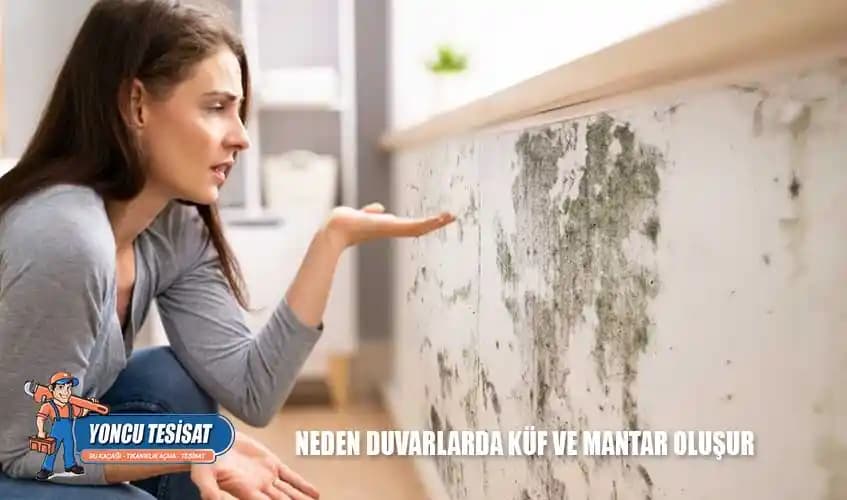 Klozette Küf Sorunu: Tanı, Temizlik Yöntemleri ve Önleme Stratejileri