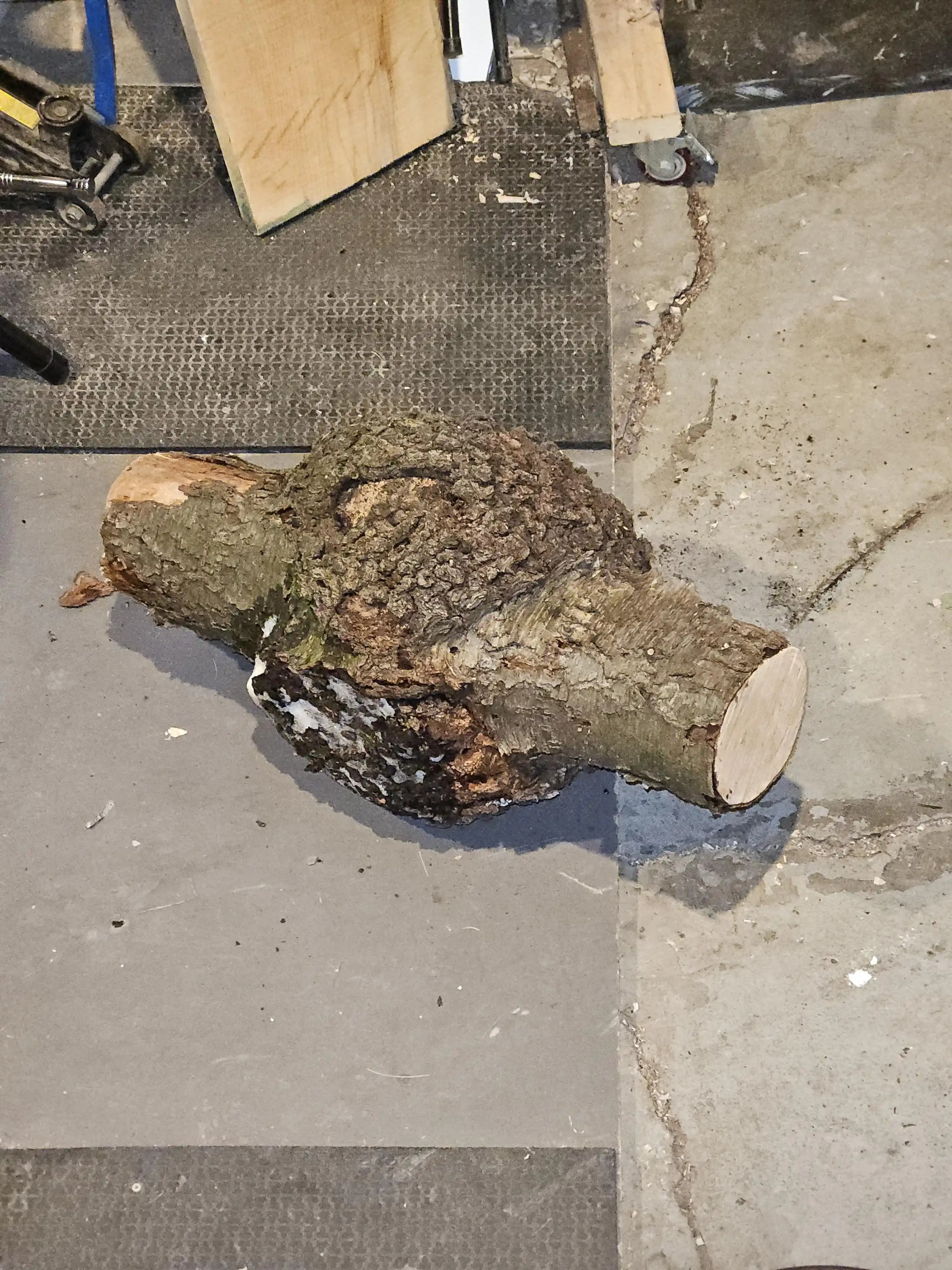 Kütükten Burl İşleme Yöntemleri ve Nem Kontrolünün Ahşap Kalitesine Etkisi