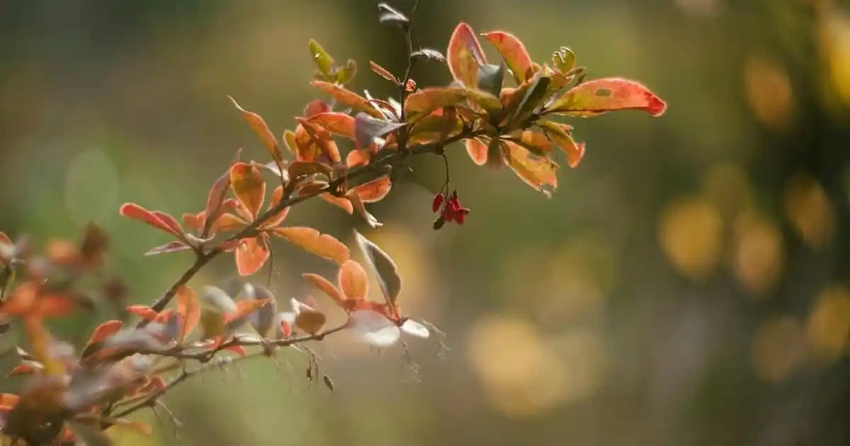 Banyo Tasarımında Klozet Takımı Seçimi ve Modern Dekorasyon Yaklaşımları
