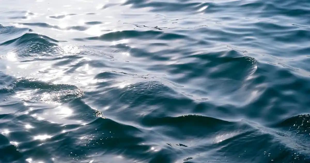 Delfinyum Çiçeği ile Salon Dekorasyonunda Doğal ve Estetik Bir Dokunuş