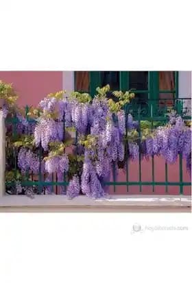 Dış Mekan Sarmaşık Çeşitleri ve Peyzajda Kullanım İpuçları