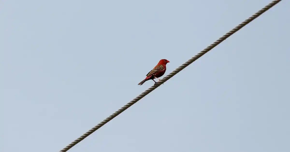 Ev Dekorasyonunda Çaydanlık Isıtıcılarının Rolü ve Modern Tasarımlarla Uyum Sağlaması