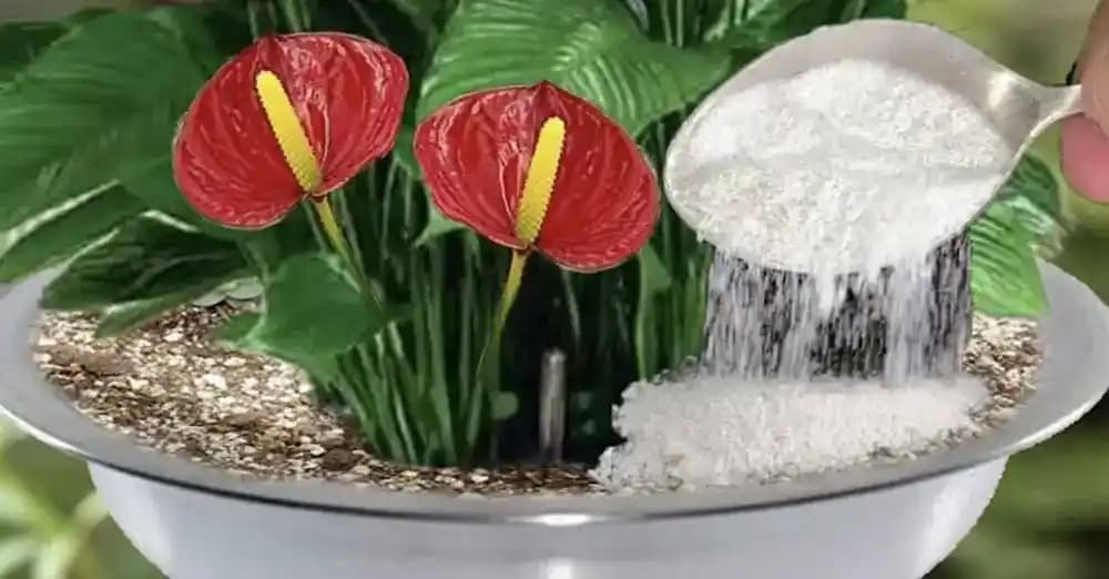 İç Mekan Bitkileri İçin Doğal Mantar İlacı Kullanımı ve Koruma Yöntemleri