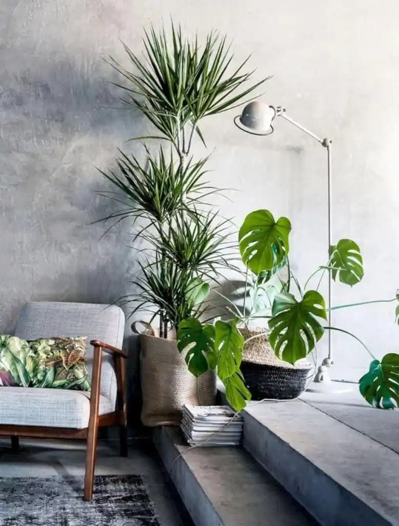İç Mekan Dekorasyonu İçin Doğal Bitki Seçimi ve Bakım İpuçları