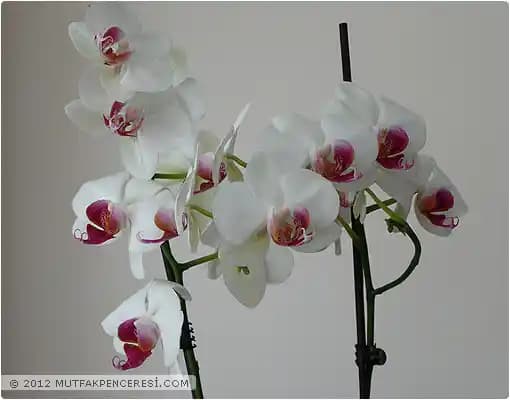 İç Mekan Dekorasyonunda Çiçek Resimleriyle Renk ve Canlılık Katmanın Yolları