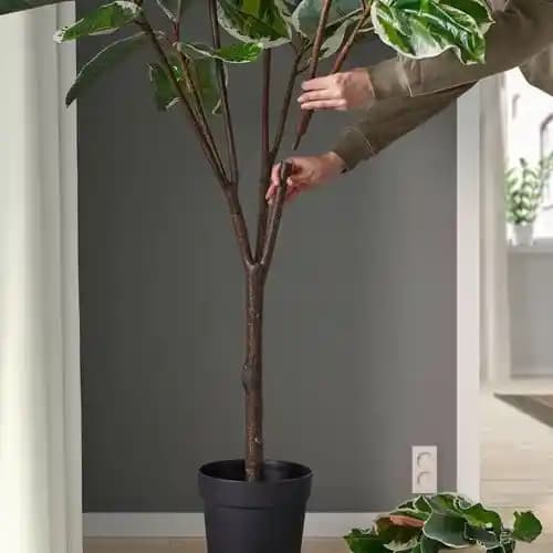 İç Mekan Dekorasyonunda IKEA ve Ağaç Bitki Kullanımının Önemi ve Bakım İpuçları