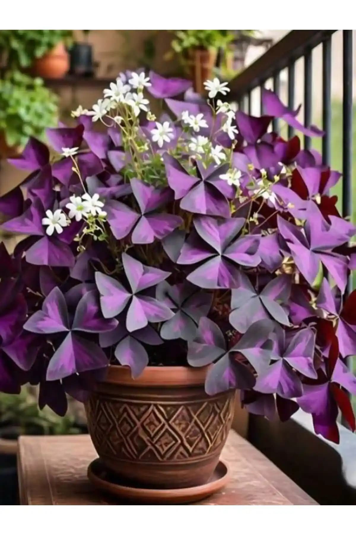 İç Mekan Dekorasyonunda Uyku Çiçeği: Estetik ve Sağlıklı Bir Atmosfer Yaratmanın Yolları