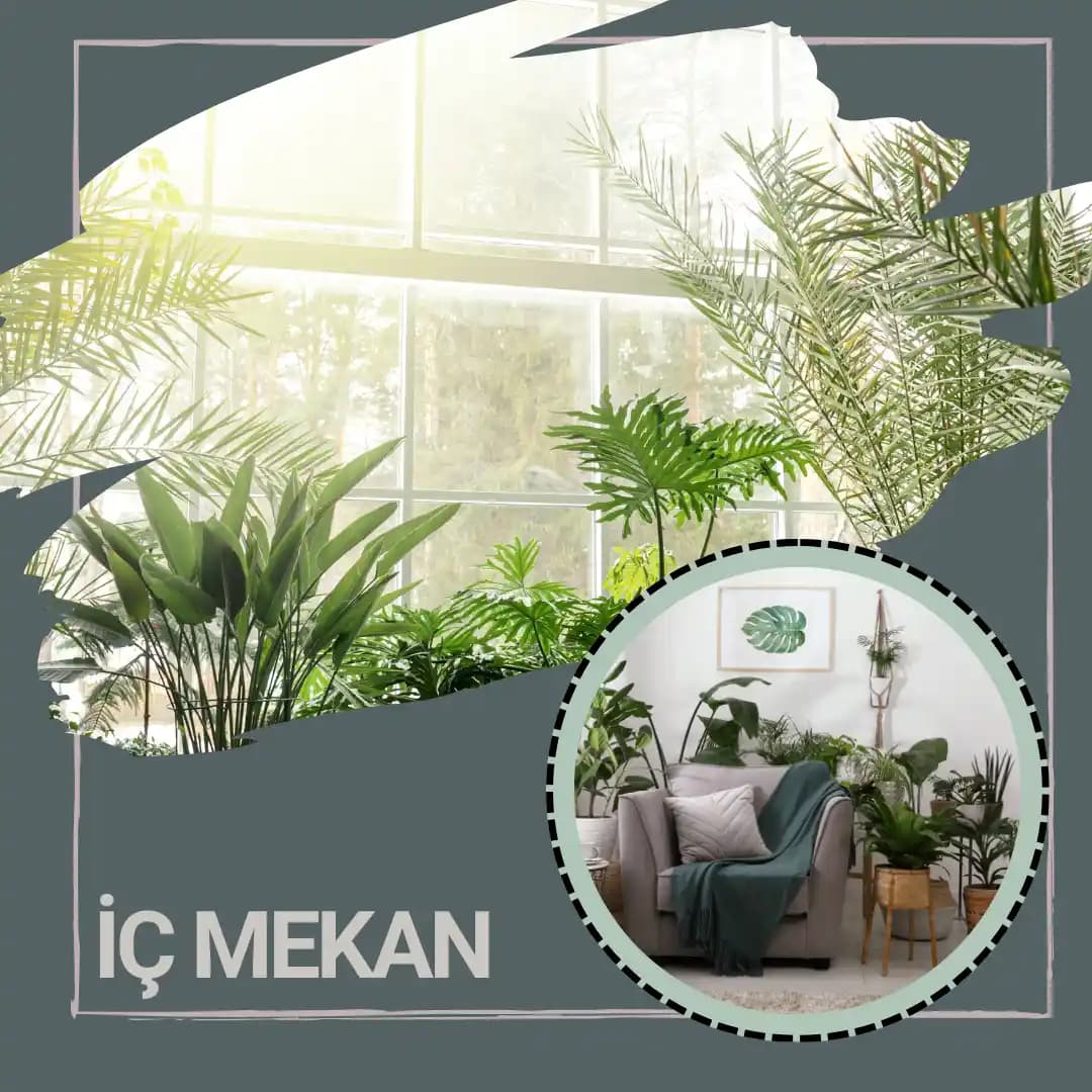 İç Mekan Yenilemede Doğal Bitki Kullanımı: Seçim, Bakım ve Faydaları