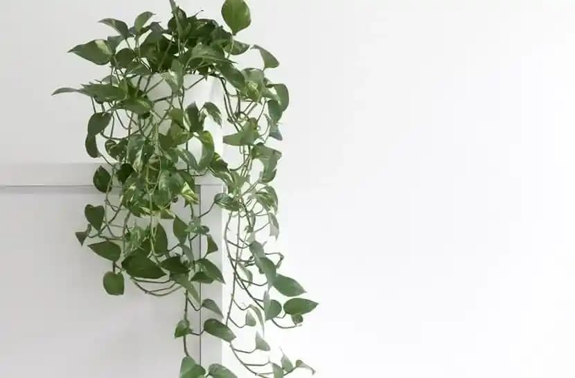 İç Mekanda Kullanılan Sarmaşık Çeşitleri ve Bakım İpuçları