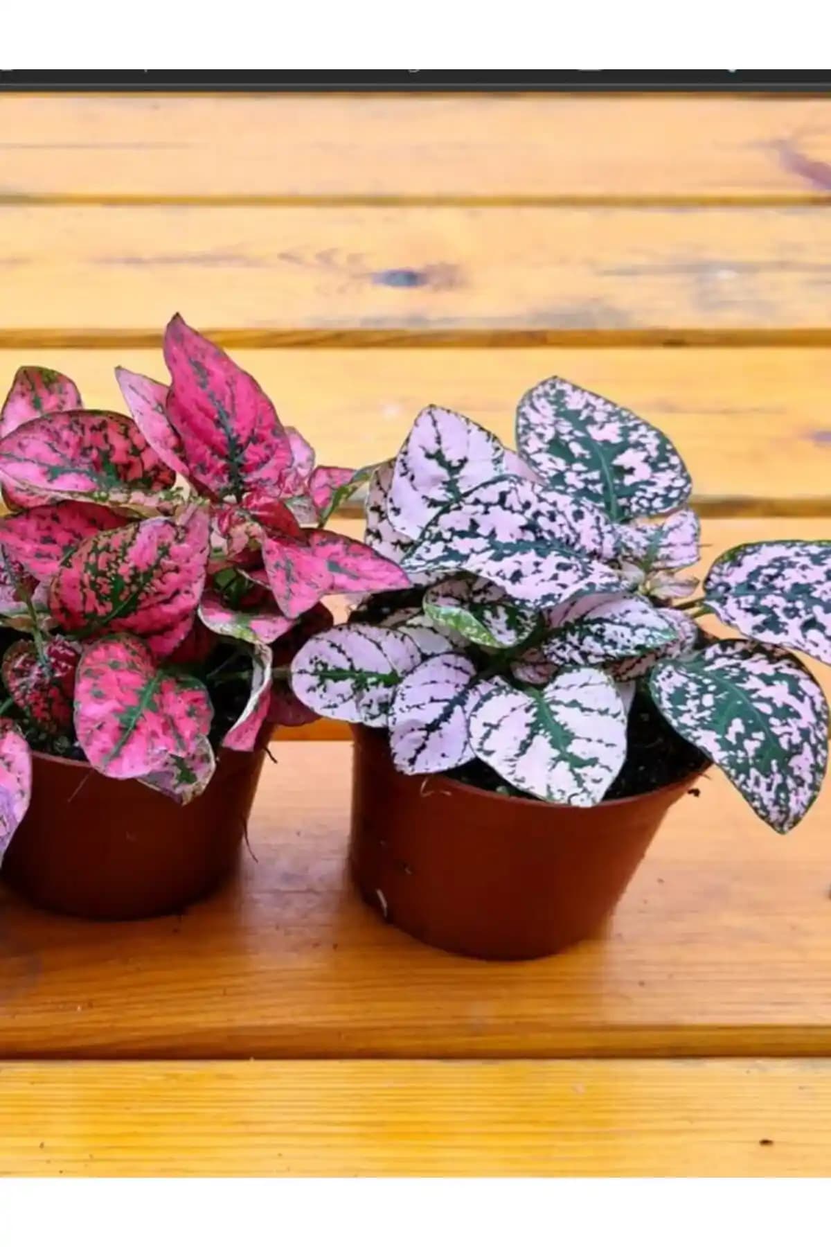 İç Mekanlarda Delfinyum Çiçeği Seçimi ve Bakımı Rehberi