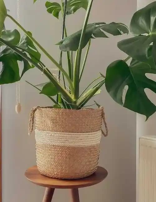 İkea Hasır Sepet ve Saksı Ürünleri: Doğal ve Estetik Çözümlerle Mekanlarınızı Süsleyin