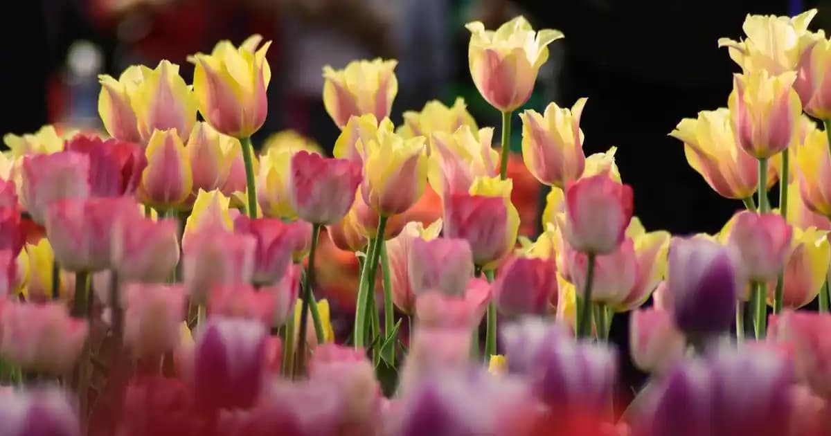 Küresel Dokunuşlarla Modern ve Evrensel İç Mekan Dekorasyonu Yaklaşımları