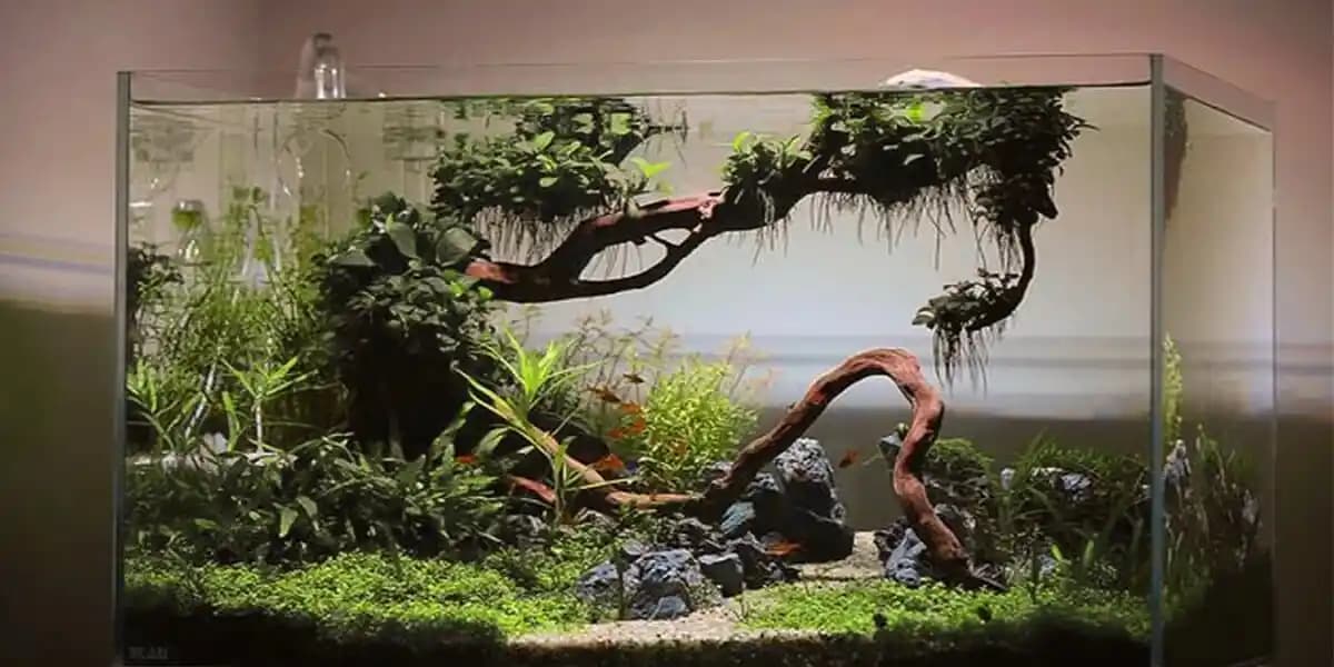 Mekan Dekorasyonunda Estetik ve Doğal Akvaryumların Tasarımı ve Bakımı