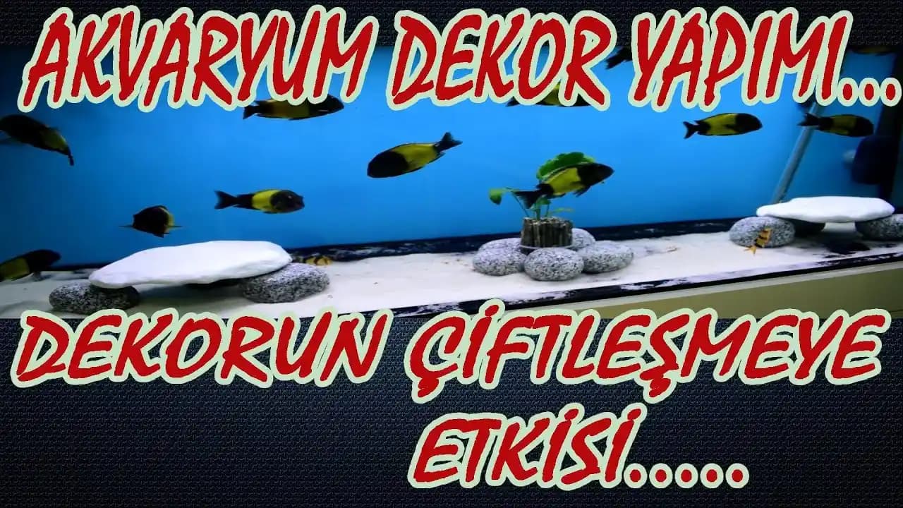 Mekanları Estetikle Zenginleştiren Dekoratif Akvaryumlar ve Tasarım İpuçları