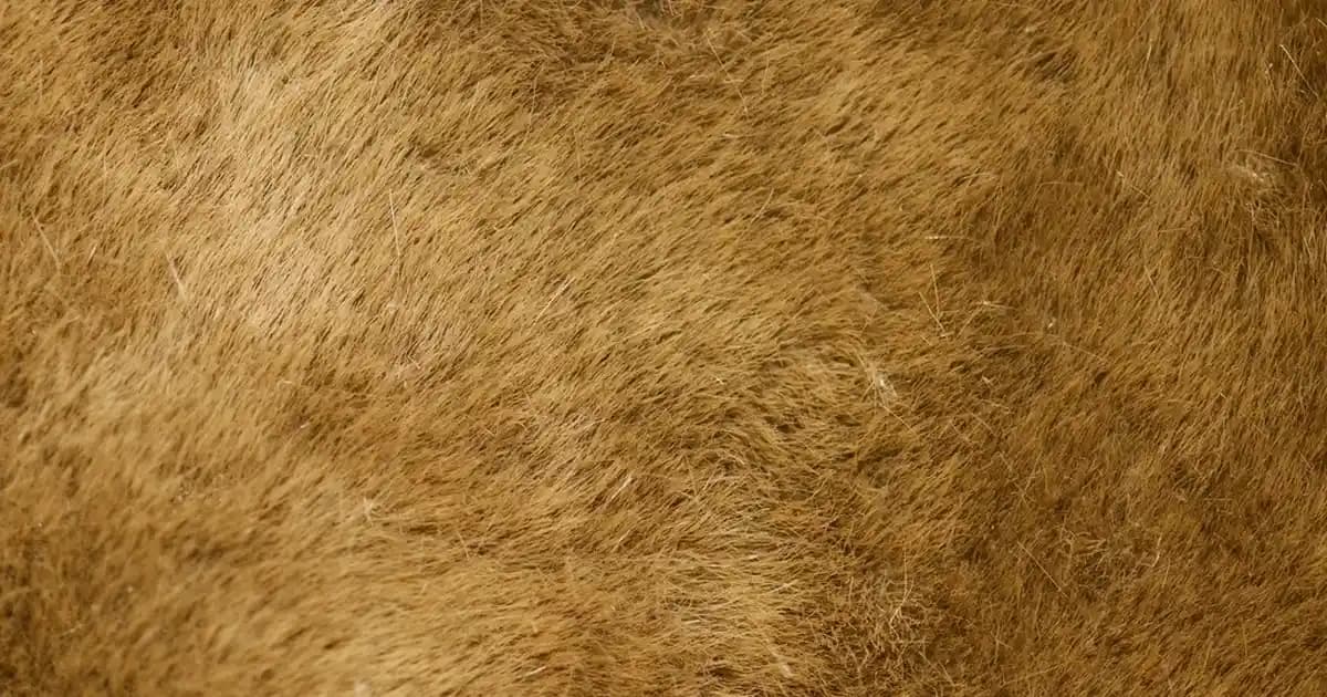 Paşabahçe Kase Setleri: Estetik ve Fonksiyonellik Sunan Çeşitli Modeller ve Seçim İpuçları