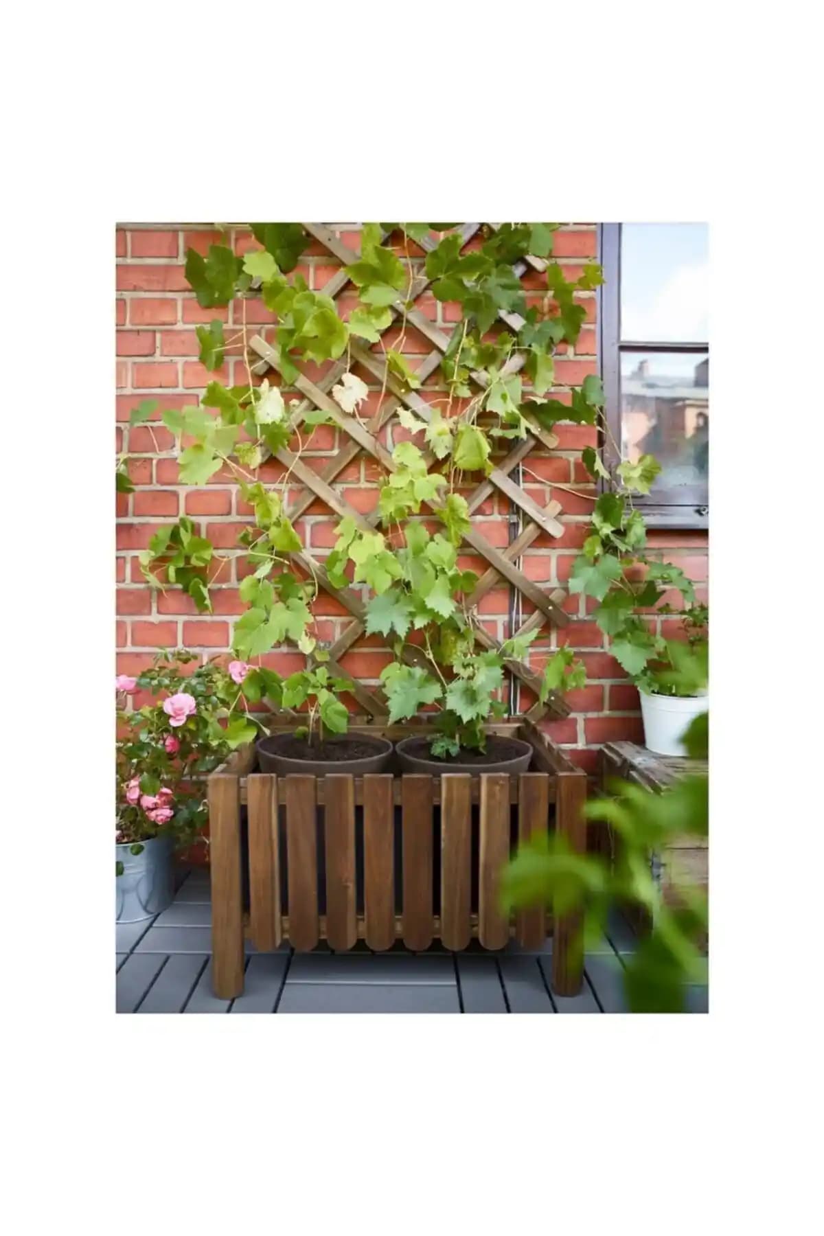 Sarmaşık Çitleri ve İkea’nın Peyzajda Kullanımı: Doğal ve Estetik Sınır Çözümleri