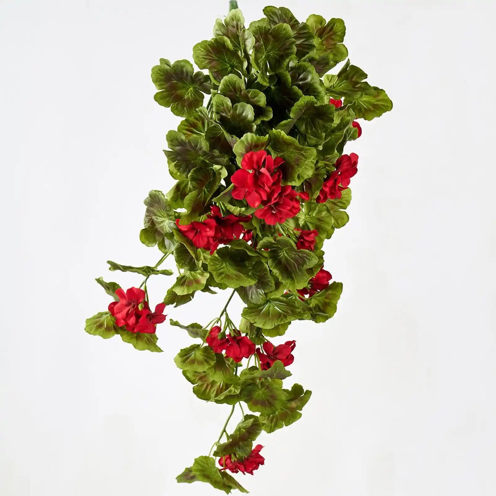 Sarmaşık ve Sardunya Bitkileriyle Doğal Dekorasyon ve Bakım İpuçları