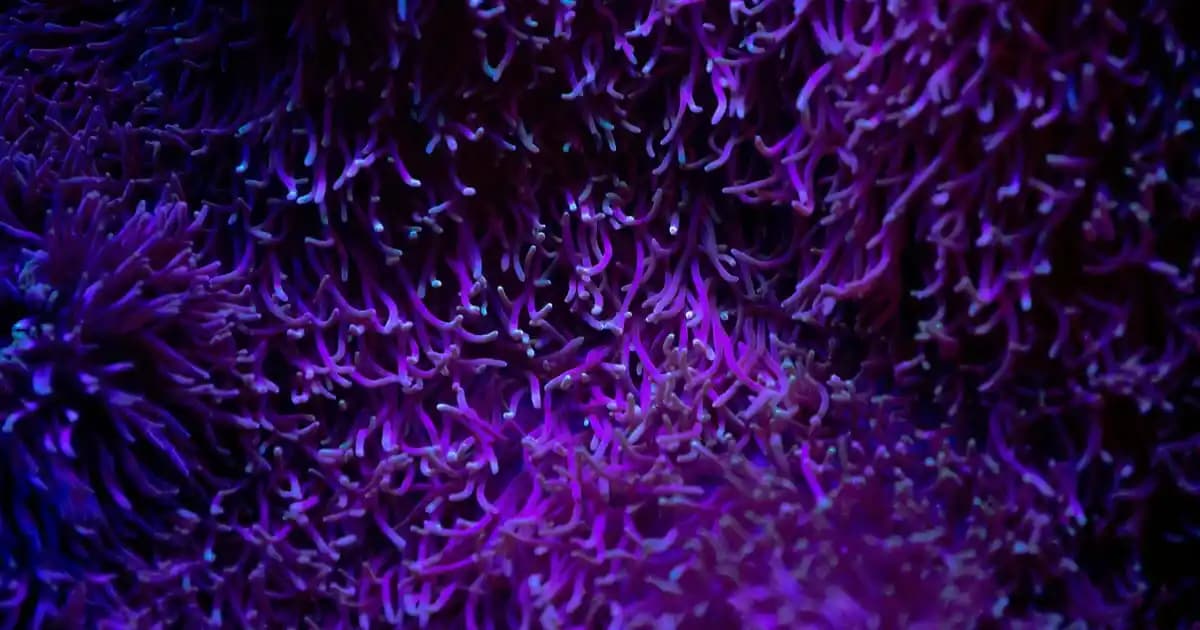 Seyyar Ayaklı Mangal: Hafif ve Pratik Tasarımıyla Açık Hava Etkinliklerinde Kullanım Kolaylığı