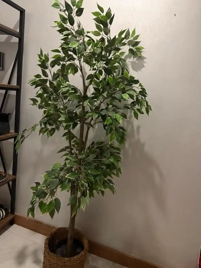 Yapay Ağaçlar ve IKEA'nın Yenilikçi Dekorasyon Çözümleri Hakkında Detaylı Bilgi