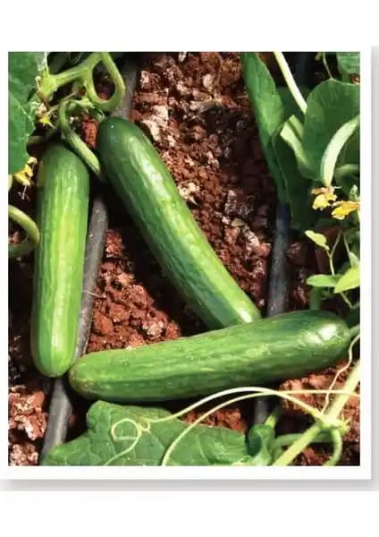 Agrodal Tarım Ata Tohumu Aranan Reyha Yerli Hıyar Tohumu Özellikleri ve Avantajları