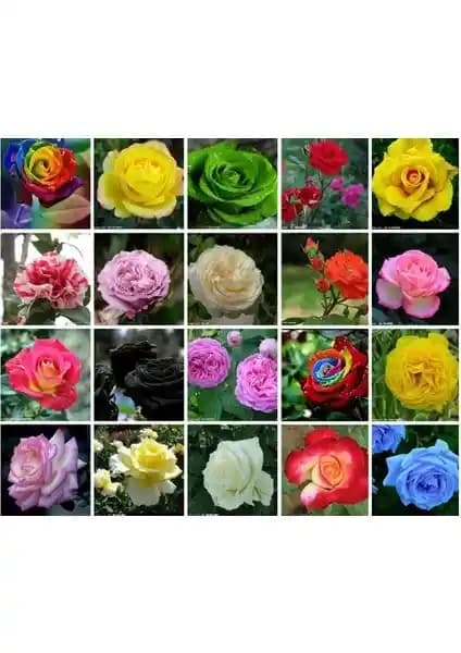 Tohum Diyarı 20 Çeşit Karışık Gül Tohumu ile Bahçenize Doğal Renk Katın