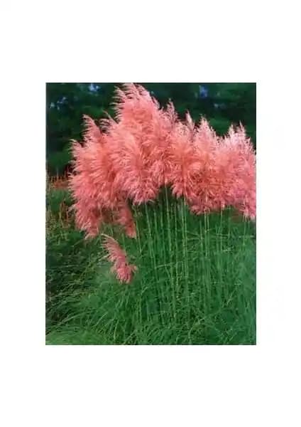 Tohum Diyarı Pembe Püsküllü Pampas Çimi Tohumu ile Estetik ve Doğal Bahçe Düzenlemesi